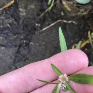 Alternanthera denticulata at Lyneham Wetland - 23 Feb 2021