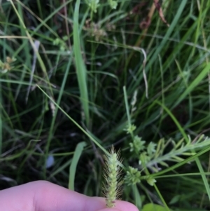 Setaria sp. at Lyneham Wetland - 24 Feb 2021 08:25 AM