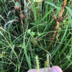 Setaria sp. at Lyneham Wetland - 24 Feb 2021 08:25 AM