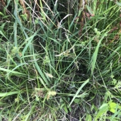 Setaria sp. at Lyneham Wetland - 24 Feb 2021 08:25 AM