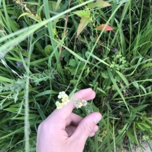 Pseudognaphalium luteoalbum at Lyneham, ACT - 24 Feb 2021