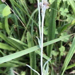 Pseudognaphalium luteoalbum at Lyneham, ACT - 24 Feb 2021