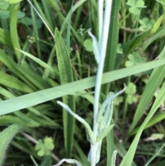 Pseudognaphalium luteoalbum at Lyneham, ACT - 24 Feb 2021