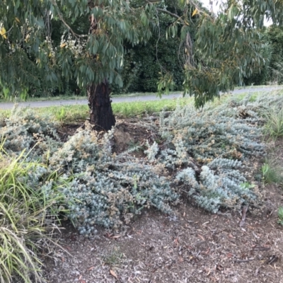 Chrysocephalum apiculatum (Common Everlasting) at City Renewal Authority Area - 24 Feb 2021 by Tapirlord