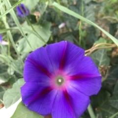 Ipomoea purpurea (Common Morning Glory) at Lyneham, ACT - 23 Feb 2021 by Tapirlord