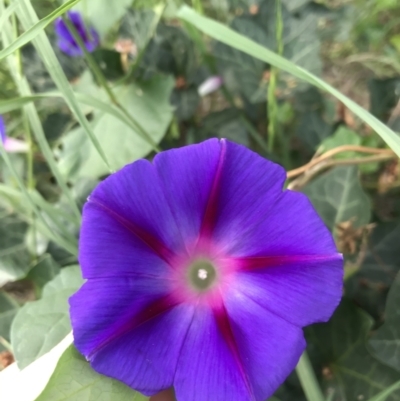 Ipomoea purpurea (Common Morning Glory) at Lyneham, ACT - 24 Feb 2021 by Tapirlord