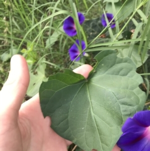 Ipomoea purpurea at Lyneham, ACT - 24 Feb 2021