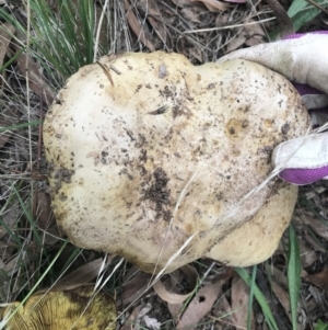 Phylloporus sp. at Griffith, ACT - 24 Feb 2021