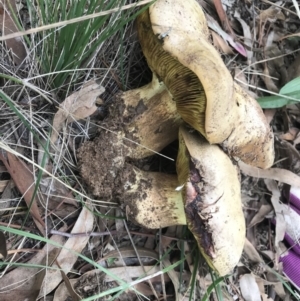 Phylloporus sp. at Griffith, ACT - 24 Feb 2021