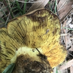 Phylloporus sp. at Griffith, ACT - 24 Feb 2021