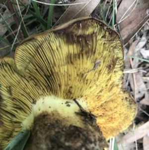 Phylloporus sp. at Griffith, ACT - 24 Feb 2021 04:30 PM