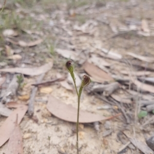 Speculantha furva at Mongarlowe, NSW - 24 Feb 2021