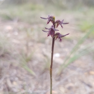 Corunastylis ostrina at Mongarlowe, NSW - 24 Feb 2021