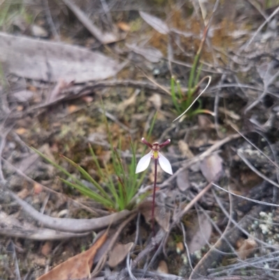 Eriochilus cucullatus (Parson's Bands) at Mongarlowe, NSW - 23 Feb 2021 by MelitaMilner