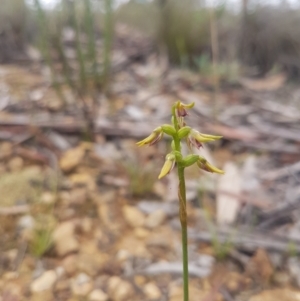 Corunastylis oligantha at Mongarlowe, NSW - 24 Feb 2021