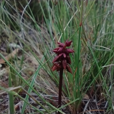 Corunastylis densa at Mongarlowe, NSW - 11 Dec 2020 by MelitaMilner