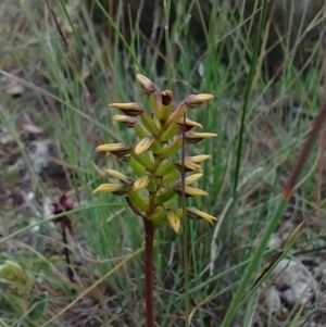 Corunastylis sp. at Mongarlowe, NSW - suppressed