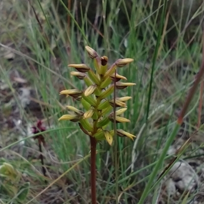 Corunastylis sp. (A Midge Orchid) at Mongarlowe, NSW - 11 Dec 2020 by MelitaMilner