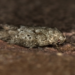 Philobota philostaura (A Concealer moth (Philobota group)) at Melba, ACT - 7 Feb 2021 by Bron