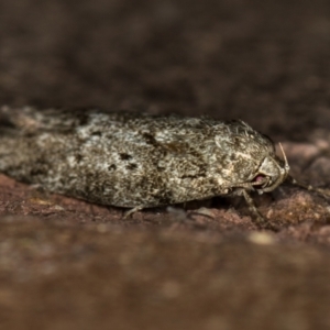 Philobota philostaura at Melba, ACT - 7 Feb 2021 01:17 PM