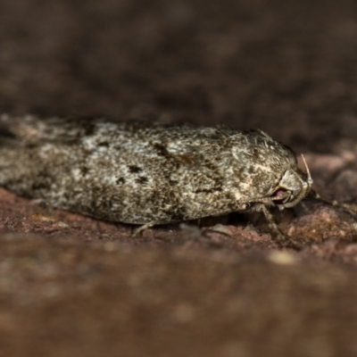 Philobota philostaura at Melba, ACT - 7 Feb 2021 by Bron