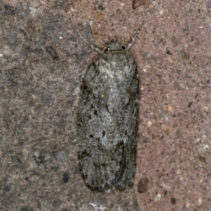 Philobota philostaura at Melba, ACT - 7 Feb 2021