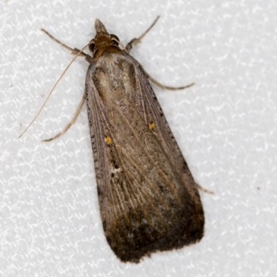 Lygephila fallax (Double-spotted Snout) at Melba, ACT - 9 Feb 2021 by Bron