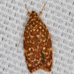 Syringoseca rhodoxantha (A concealer moth) at Melba, ACT - 7 Feb 2021 by Bron