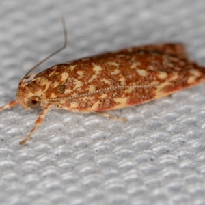 Syringoseca rhodoxantha at Melba, ACT - 7 Feb 2021