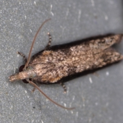 Strepsicrates infensa (an Olethreutine moth) at Melba, ACT - 7 Feb 2021 by Bron