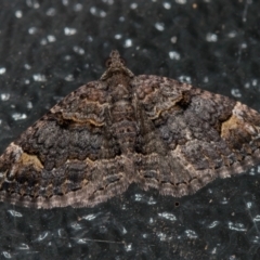 Epyaxa sodaliata (Sodaliata Moth, Clover Moth) at Melba, ACT - 7 Feb 2021 by Bron