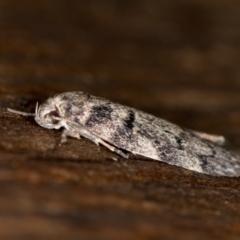 Agriophara (genus) (A Flat-bodied moth (Depressidae) at Melba, ACT - 7 Feb 2021 by Bron