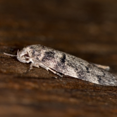 Agriophara (genus) (A concealer moth) at Melba, ACT - 7 Feb 2021 by Bron