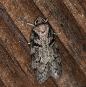 Agriophara (genus) at Melba, ACT - 7 Feb 2021