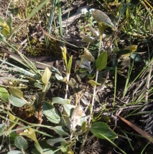 Mirbelia platylobioides at Mongarlowe, NSW - 26 Nov 2020