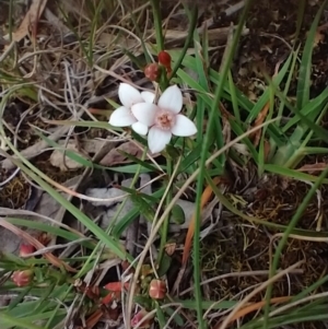 Boronia nana var. hyssopifolia at Mongarlowe, NSW - suppressed