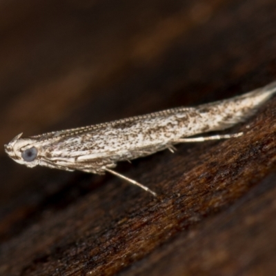 Gracillariidae (family) (A leafminer moth) at Melba, ACT - 7 Feb 2021 by Bron