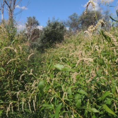 Persicaria lapathifolia (Pale Knotweed) at Point Hut to Tharwa - 22 Feb 2021 by MichaelBedingfield