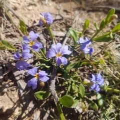 Dampiera stricta (Blue Dampiera) at Mongarlowe, NSW - 25 Nov 2020 by MelitaMilner