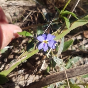 Dampiera stricta at Mongarlowe, NSW - 26 Nov 2020 09:04 AM