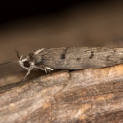 Scatochresis episema (A scat moth) at Melba, ACT - 7 Feb 2021 by Bron