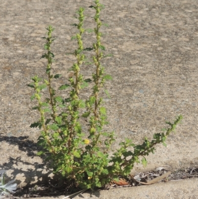 Dysphania pumilio (Small Crumbweed) at Conder, ACT - 22 Feb 2021 by michaelb