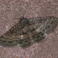 Eudesmeola lawsoni (Lawson's Night Moth) at Melba, ACT - 7 Feb 2021 by Bron