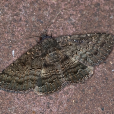 Eudesmeola lawsoni (Lawson's Night Moth) at Melba, ACT - 7 Feb 2021 by Bron