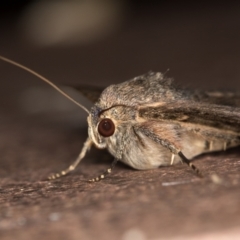 Eudesmeola lawsoni at Melba, ACT - 7 Feb 2021 02:59 PM