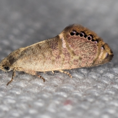 Eupselia melanostrepta (A Twig moth) at Melba, ACT - 7 Feb 2021 by Bron