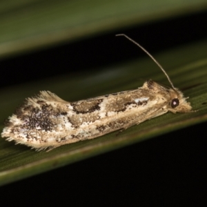 Moerarchis inconcisella at Melba, ACT - 7 Feb 2021 03:13 PM