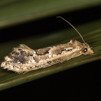 Moerarchis inconcisella (A tineid moth) at Melba, ACT - 7 Feb 2021 by Bron