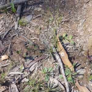 Lagenophora sublyrata at Mongarlowe, NSW - 26 Nov 2020