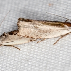 Tymbophora peltastis (A Xyloryctid moth (Xyloryctidae)) at Melba, ACT - 7 Feb 2021 by Bron